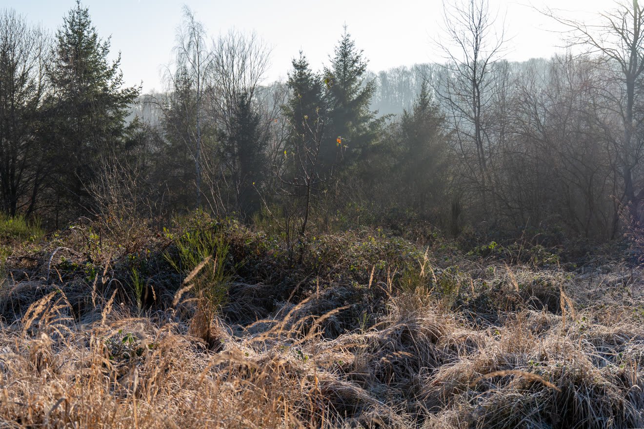 Raureif auf der Wiese im Morgenlicht